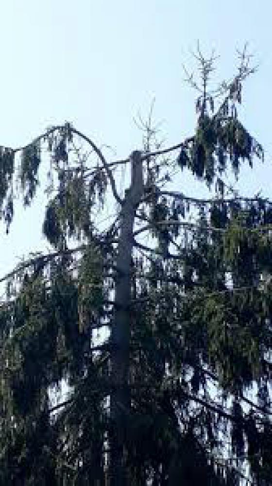 Étêtage d'arbre Aude Daveque Élagage