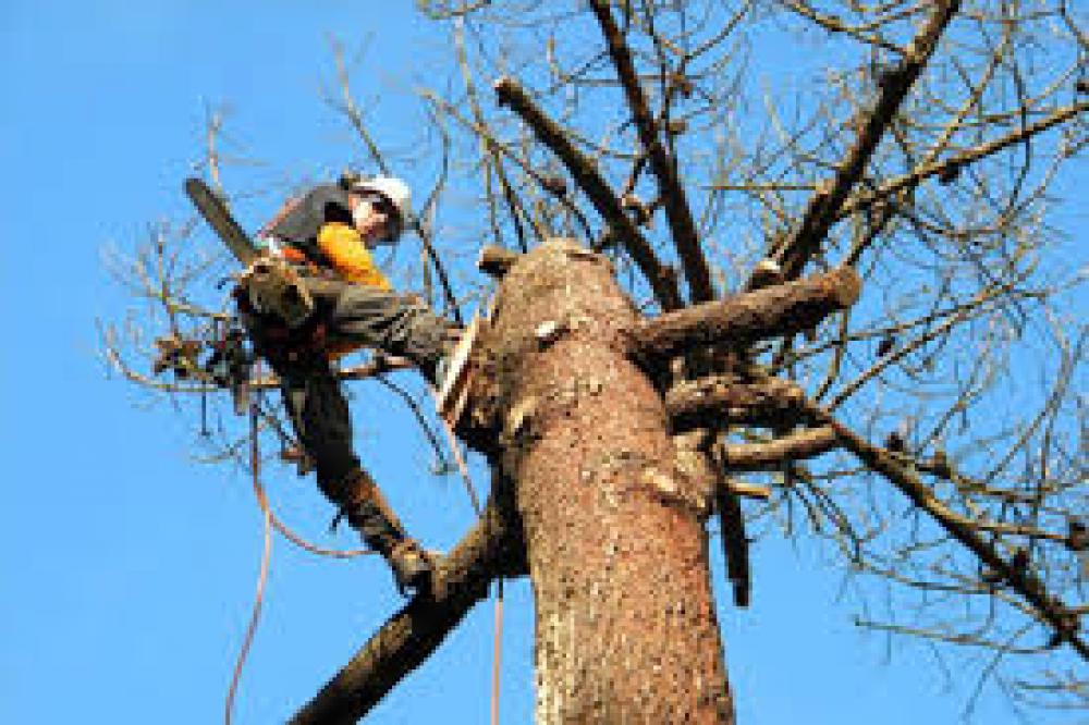 étêtage d’arbre