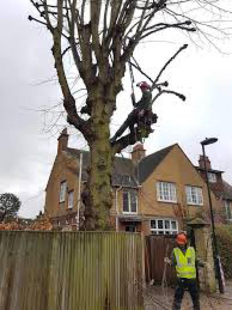 étêtage d’arbre