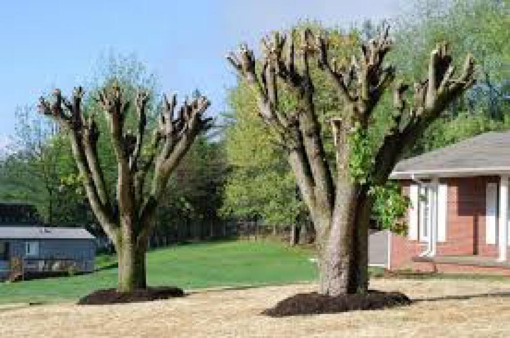 étêtage d’arbre