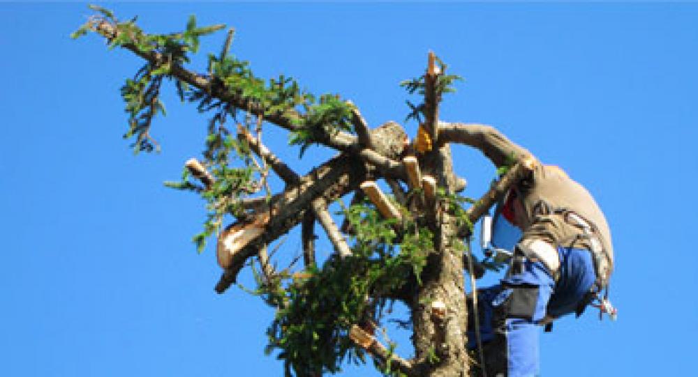 Etêtage d'arbre