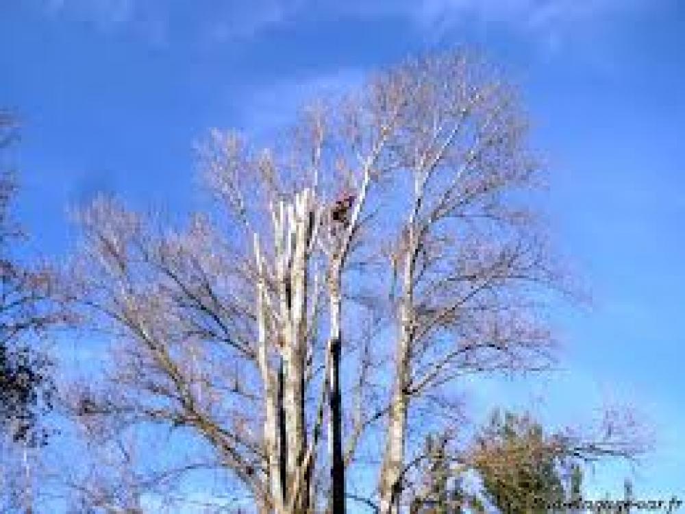 Etêtage d’arbre