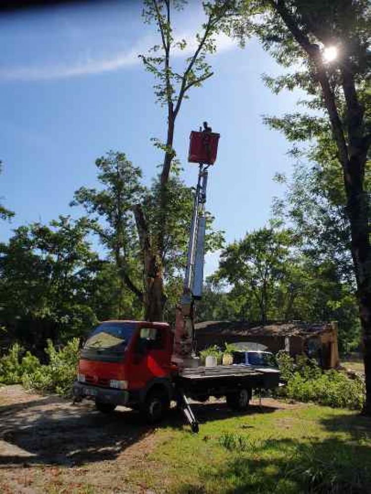 Etêtage d’arbre