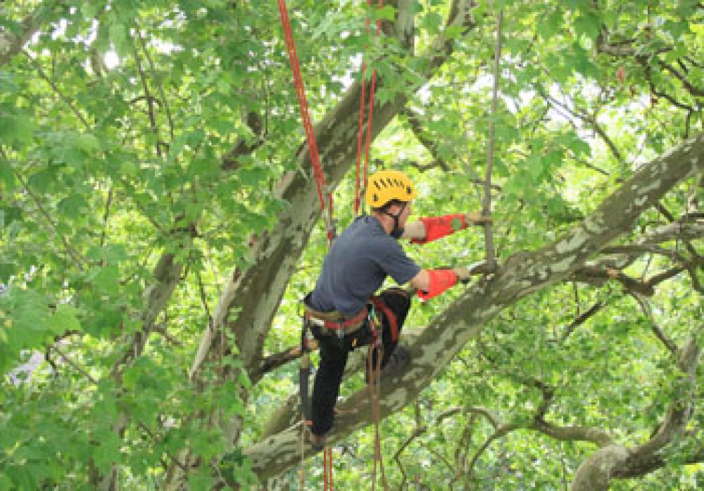 Etêtage d’arbre