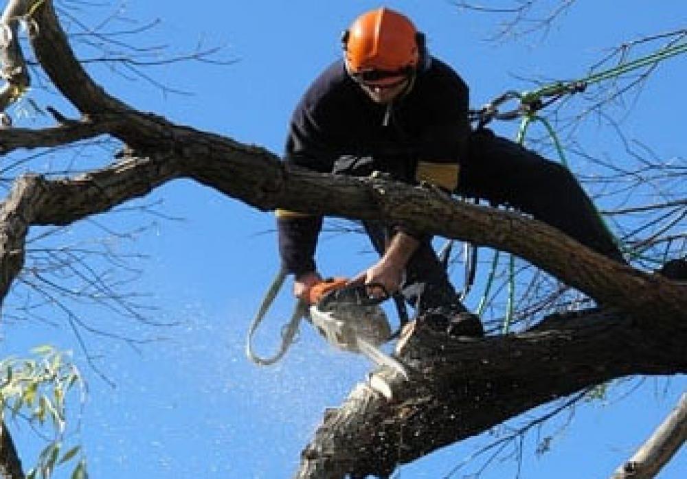 Etêtage d’arbre