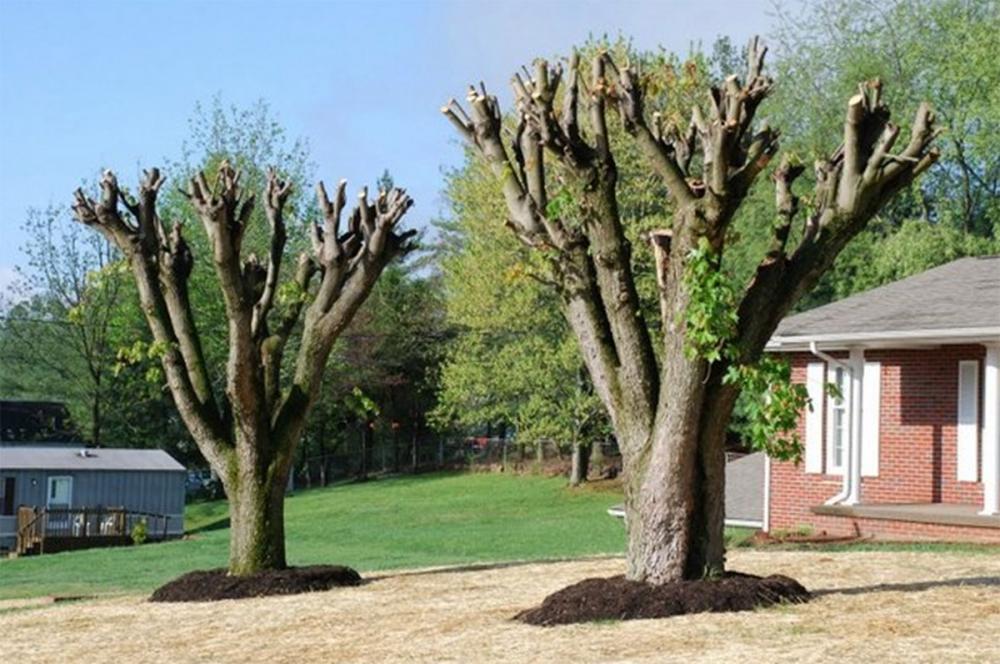 arbres étêtés