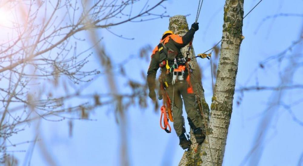 Etêtage d'arbres 