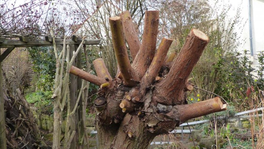 étêtage d'arbres