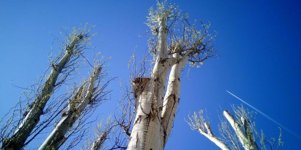 ETETAGE D'ARBRES 