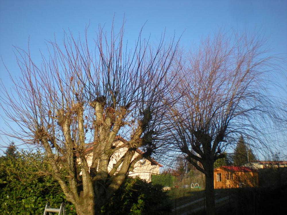 Etêtage d'arbres 