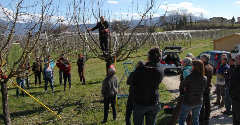 étêtage d'arbres 