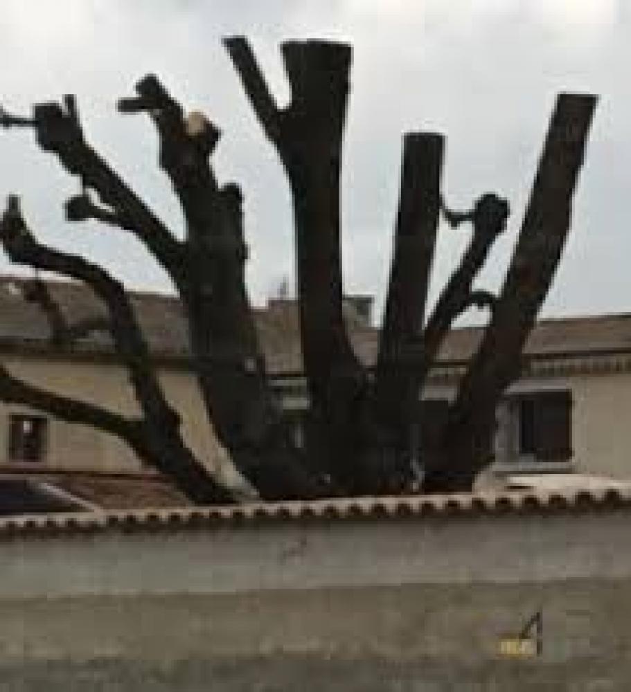 Etêtage d'arbre