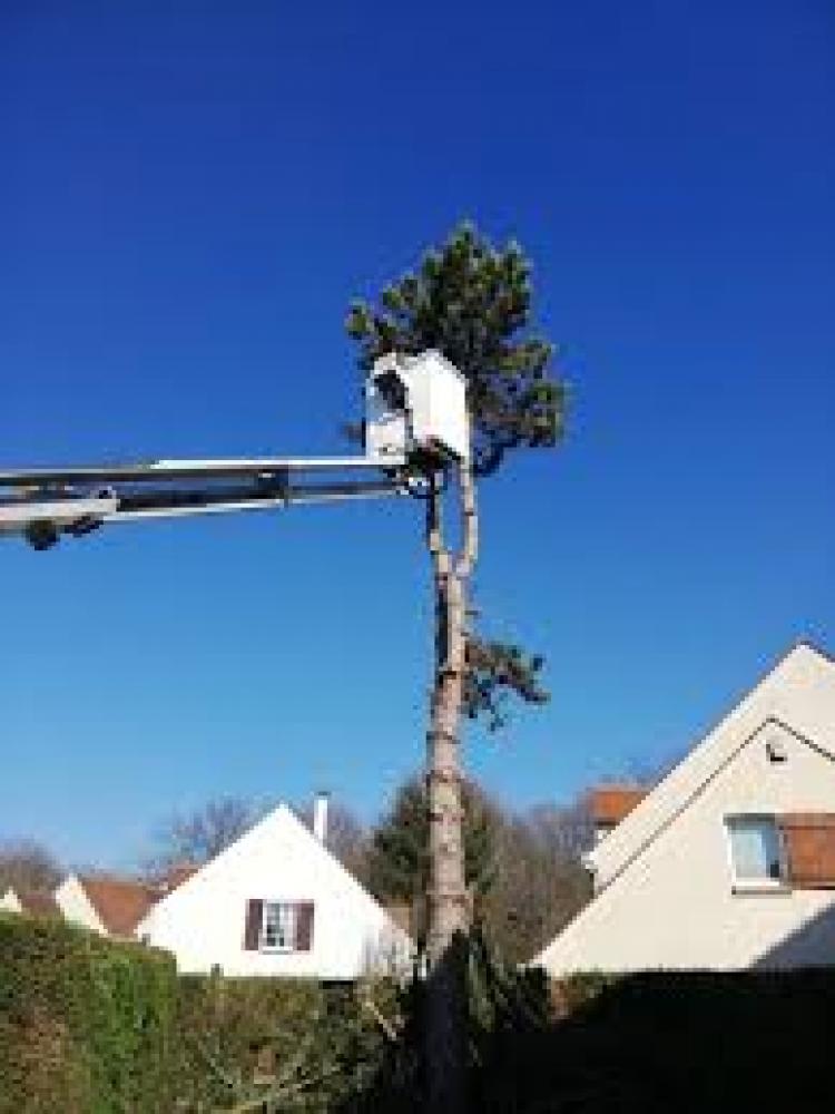 Etêtage d'arbre