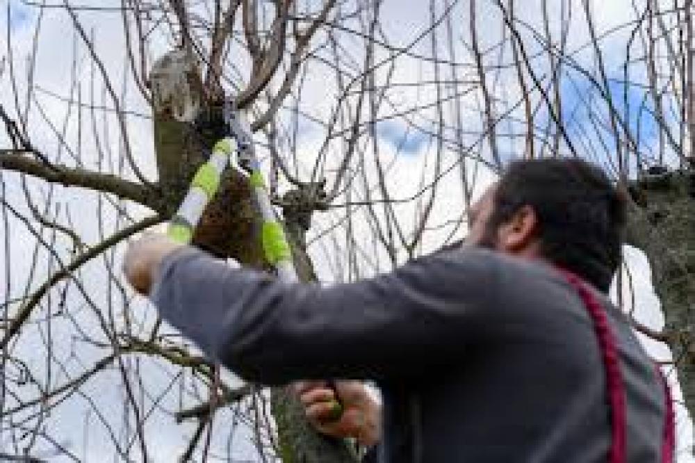 Etêtage d'arbre