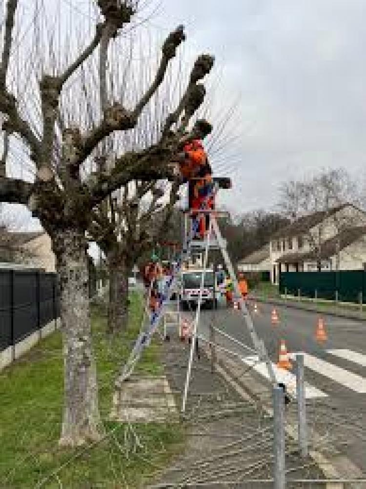 Etêtage d'arbre