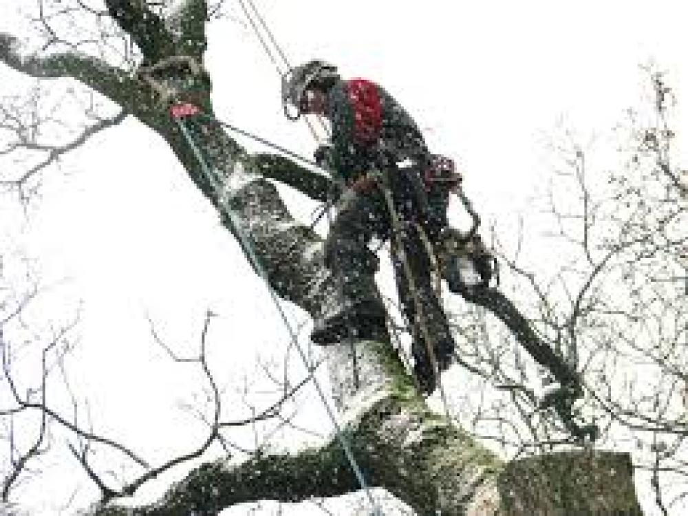 Etêtage d'arbre