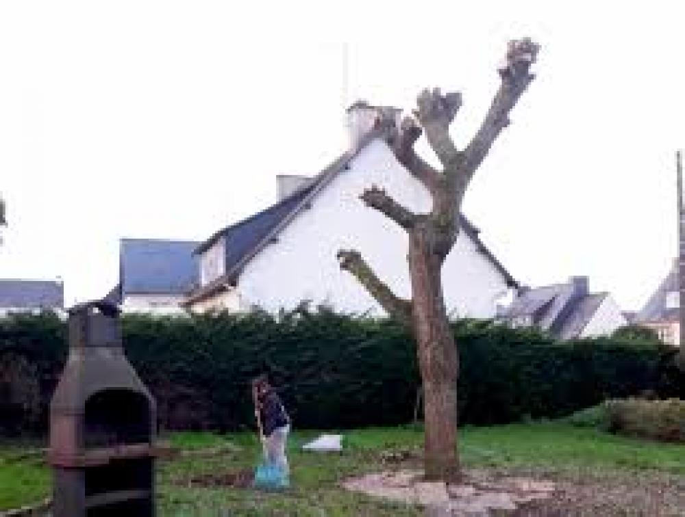 Etêtage d'arbre