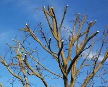 Qu’est-ce que l’étêtage d’arbre ?